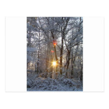 Schneefall-Sonnenaufgang CricketDiane Snowy Wald S Postkarten