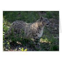 Schneeleopard auf brushy Abhang Karten