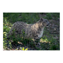 Schneeleopard auf brushy Abhang poster
