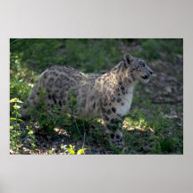 Schneeleopard auf brushy Abhang Posterdruck