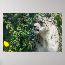 Schneeleopard Plakatdruck