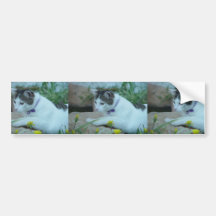Schneiden Sie die Katze, die auf dem Stein sitzt Autoaufkleber