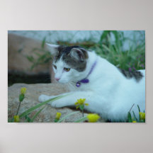 Schneiden Sie die Katze, die auf dem Stein sitzt Posterdrucke