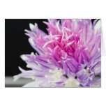 Schnittlauch-Blumen-Makro Grußkarten