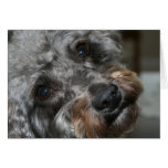 Schnoodle Schatz Karten