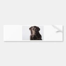 Schokolade Labrador Autosticker