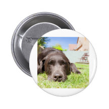 Schokolade Labrador, das im Garten auf einem Bri s Anstecknadelbuttons