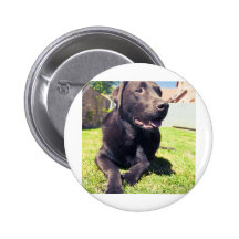 Schokolade Labrador, das im Garten auf einem Bri s Anstecknadelbutton