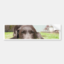 Schokolade Labrador, das im Garten auf einem Bri s Autoaufkleber