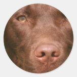 Schokoladen-Labrador-Aufkleber