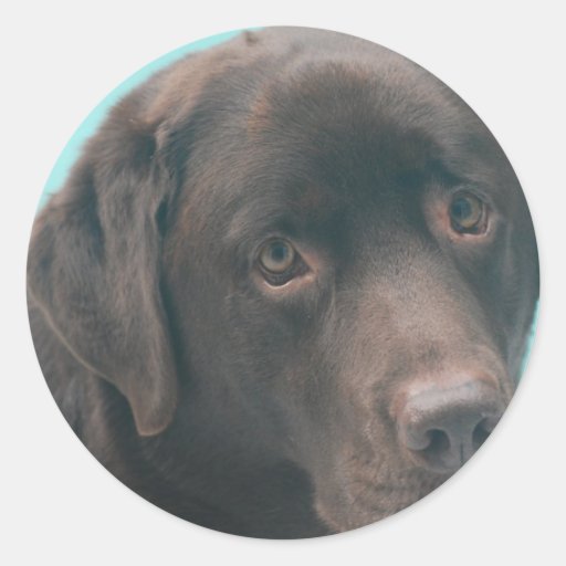 Schokoladen-Labrador-Hundeaufkleber