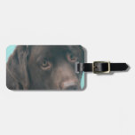 Schokoladen-Labrador-Hundegepäck-Umbau