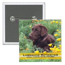 Schokoladen-Labrador im Kalifornien-Mohnblumen-Fle Anstecknadelbutton