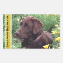 Schokoladen-Labrador im Kalifornien-Mohnblumen-Fle Sticker