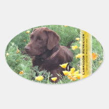 Schokoladen-Labrador im Kalifornien-Mohnblumen-Fle Ovale Aufkleber