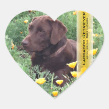 Schokoladen-Labrador im Kalifornien-Mohnblumen-Fle Herzaufkleber