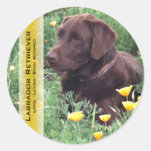 Schokoladen-Labrador im Kalifornien-Mohnblumen-Fle Runde Aufkleber