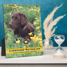 Schokoladen-Labrador im Kalifornien-Mohnblumen-Fle Fotoplatten