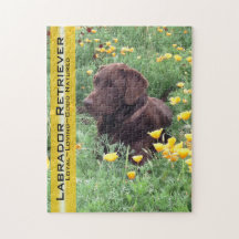 Schokoladen-Labrador im Kalifornien-Mohnblumen-Fle Jigsaw Puzzle