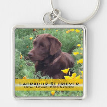 Schokoladen-Labrador im Kalifornien-Mohnblumen-Fle Schlüsselanhänger