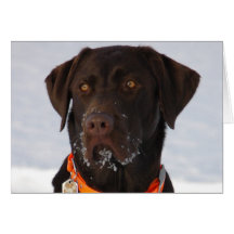 Schokoladen-Labrador-Karte