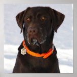 Schokoladen-Labrador retriever-Druck Poster