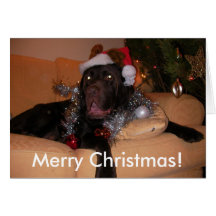 Schokoladen-Labrador-Weihnachtskarten
