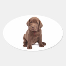 Schokoladen-Labrador-Welpe Ovale Aufkleber