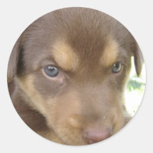 Schokoladen-Labrador-Welpen-Aufkleber