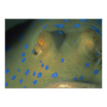 Schöne Augen eines blauen Stelle Stingray Personalisierte Einladungskarten
