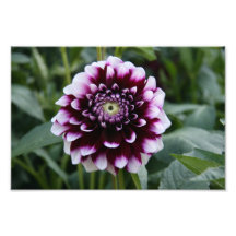 Schöne Blume Fotografische Drucke