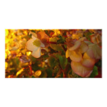 Schöne Blumen im Sun Photokarten