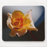 Schöne gelbe Rose Mousepads