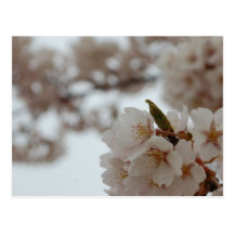 Schöne japanische Kirschblüte Kirschblütes Postkarte
