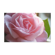 Schöne rosa Rose auf Leinwand Gespannter Galerie Druck