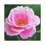 Schöne rosa Rose Gespannter Galerie Druck