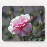 Schöne rosa Rose und Bedeutung Mousepads