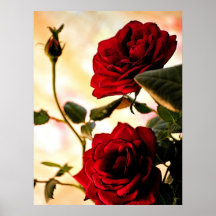 Schöne Rosen Plakat