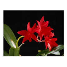 Schöne rote Blumen Postkarten