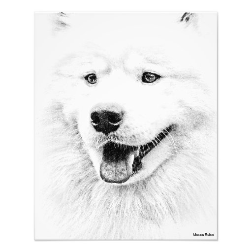 Schöne Samoyedhundekunst Photo Drucke