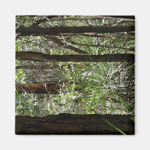 Schöne Waldlandschaft mit hohen Bäumen Kühlschrankmagnet