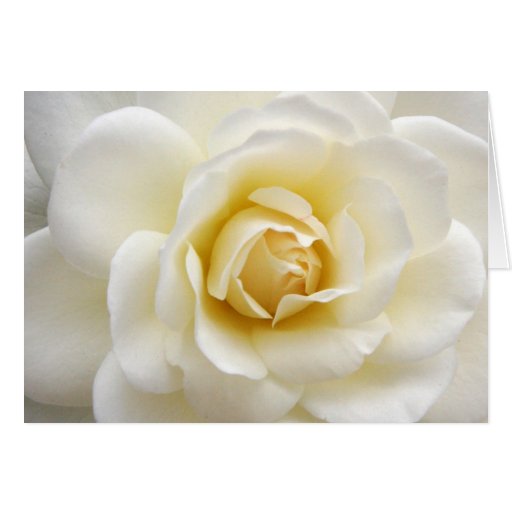 Schöne weiße Rose Notecard Grußkarten