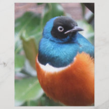 Schöner exotischer Vogel gehockt Vollfarbige Flyer