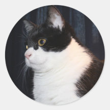 Schöner Katzen-Aufkleber