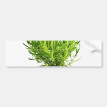 Schöner Lavendel im Topf auf dem weißen Backgro Auto Sticker