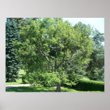 Schönes Baum-Plakat