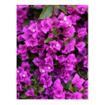 Schönes Bouganvilla Postkarte