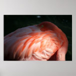 Schönes schüchternes rosa Flamingo-Plakat