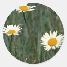 Schönheit in den Unkräutern Runde Sticker