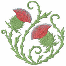 Schottische Distel